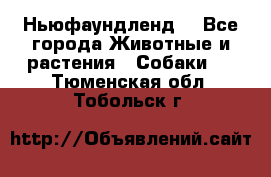 Ньюфаундленд  - Все города Животные и растения » Собаки   . Тюменская обл.,Тобольск г.